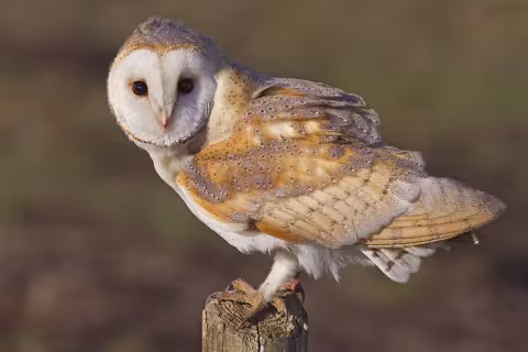 Western barn owl