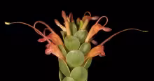 Adenanthos obovatus