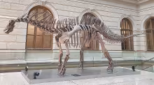 Amargasaurus