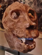 Archaeoindris