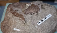 Atrociraptor