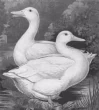 Aylesbury duck