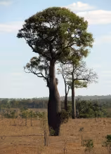 Brachychiton rupestris
