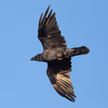 Common raven