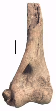 Cryptoprocta spelea