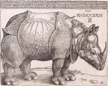 Dürer's Rhinoceros