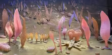 Ediacaran biota