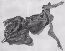 Edmontosaurus mummy AMNH 5060