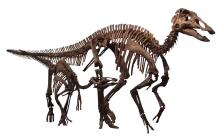 Edmontosaurus