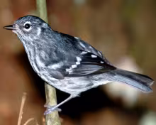 Elfin woods warbler