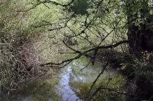 Fanno Creek