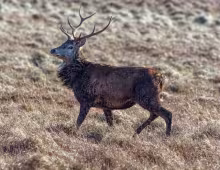 Fauna of Scotland