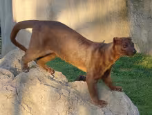Fossa (animal)
