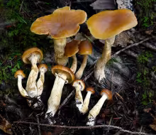 Galerina marginata