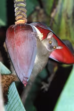 Giant mouse lemur