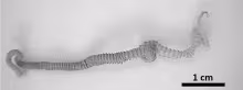 Gigantorhynchus