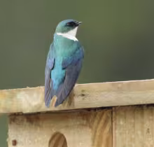Golden swallow