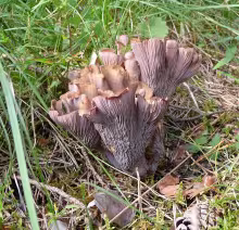 Gomphus clavatus
