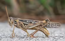 Grasshopper