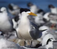 Greater crested tern