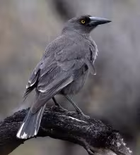 Grey currawong