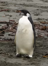 Happy Feet (penguin)