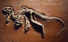 Heterodontosaurus