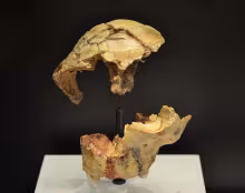 Homo antecessor