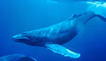 Humpback whale