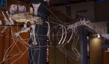 Ichthyovenator