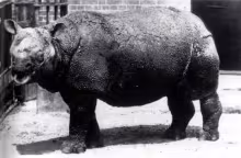 Javan rhinoceros