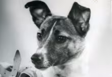 Laika