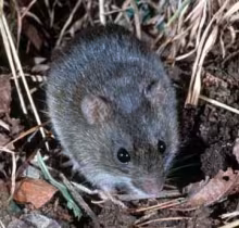 Marsh rice rat