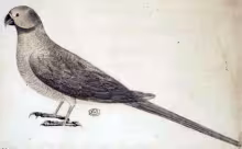 Newton's parakeet