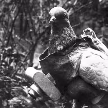 Pigeon photography