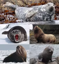 Pinniped