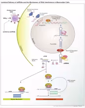 RNA interference
