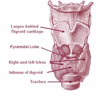 Thyrotoxic periodic paralysis